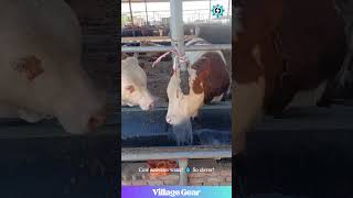 These Cows are Smarter Than My Dog! 😂 Water Hack Level 9000! #funnycows #smartpets #farmlife  #lol