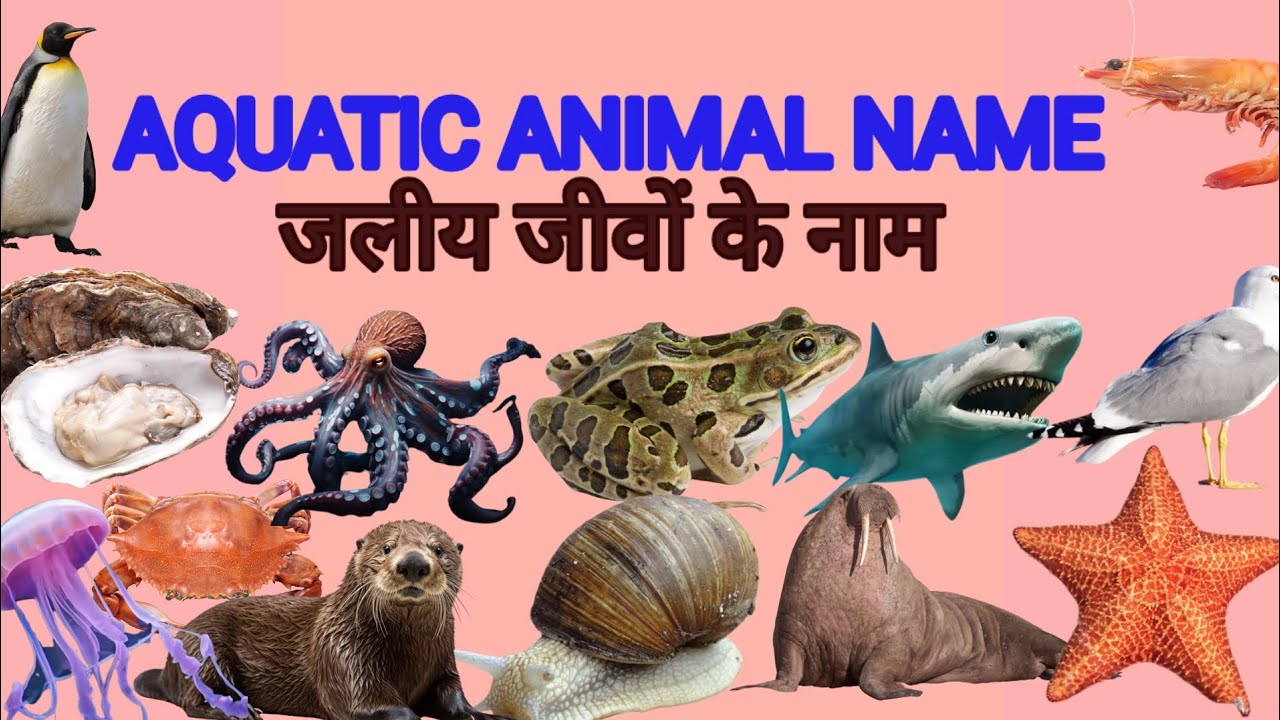 AQUATIC ANIMAL NAME जलीय जीवों के नाम Hindi va English me WATERANIMALS YouTube