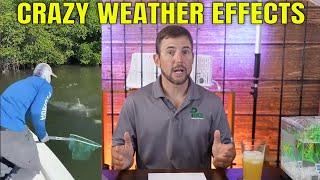 Tampa Bay Spring Fishing Report  - Weather Patterns and Fish Activity