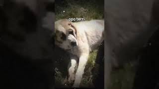 opa terri #oppaterry #foryou #foryoupage #global #viral #scarydog #dog