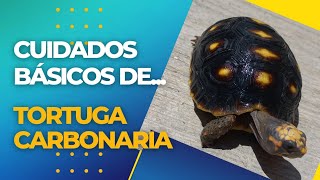 Cuidados Básicos de la Tortuga Carbonaria