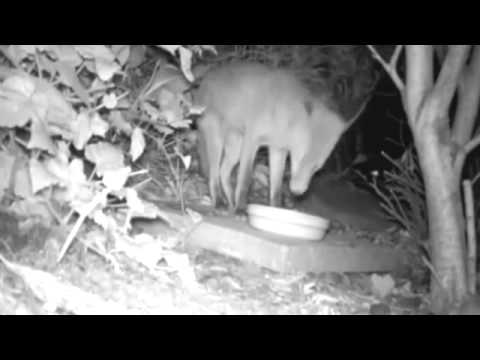 რაღაც უცნაური მოხდა ეს ცხოველი