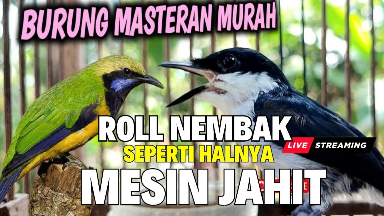 GURU VOKAL HANDAL - MASTERAN ROLL TEMBAK MESIN JAHIT - JINGJING PETUAK Kombinasi CUNGKOK KUNTILANAK
