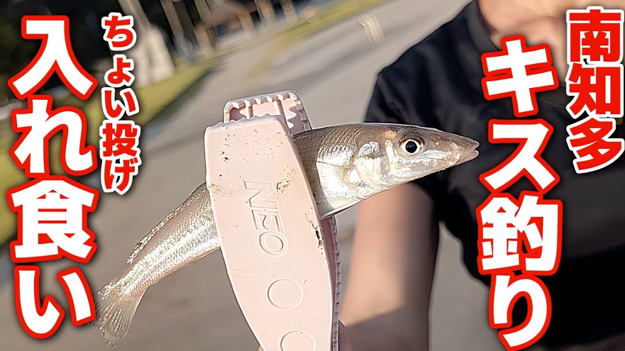 【愛知県釣り】ファミリーにもおすすめ！南知多・内海でキス釣り｜良型キスがちょい投げで爆釣！