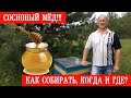 Сосновый мёд!!! Как собирать, когда и где? || Pine honey!!! How to collect when and where?