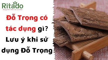 Đỗ Trọng Có Tác Dụng Gì? Lưu Ý Khi Sử Dụng Đỗ Trọng