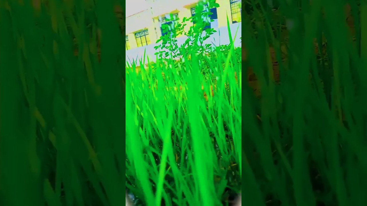 Sleduj apna #khet #aryan 🖼️🏞️🌱🌿💯 na YouTube Sleduj apna #khet #aryan 🖼️🏞️🌱🌿💯 na YouTube