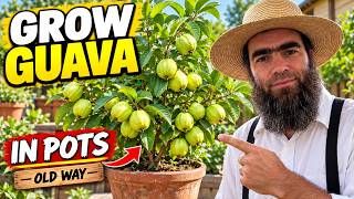 How to Grow Guava At Home In A Pot — THE OLD WAY