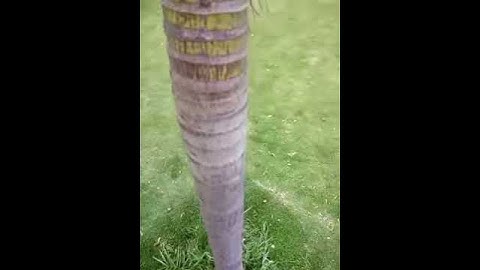 list of different types of trees,different types of trees with pictures and names video