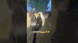 Драка😻😻#shots#питомцы#махач#драка#коты#воспитание#чёрныйкот#
