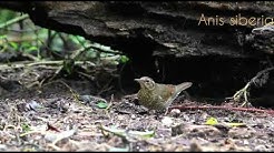 Burung Anis Siberia Jantan Free Music Download