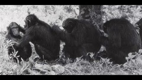 Primate Behavior Part 1