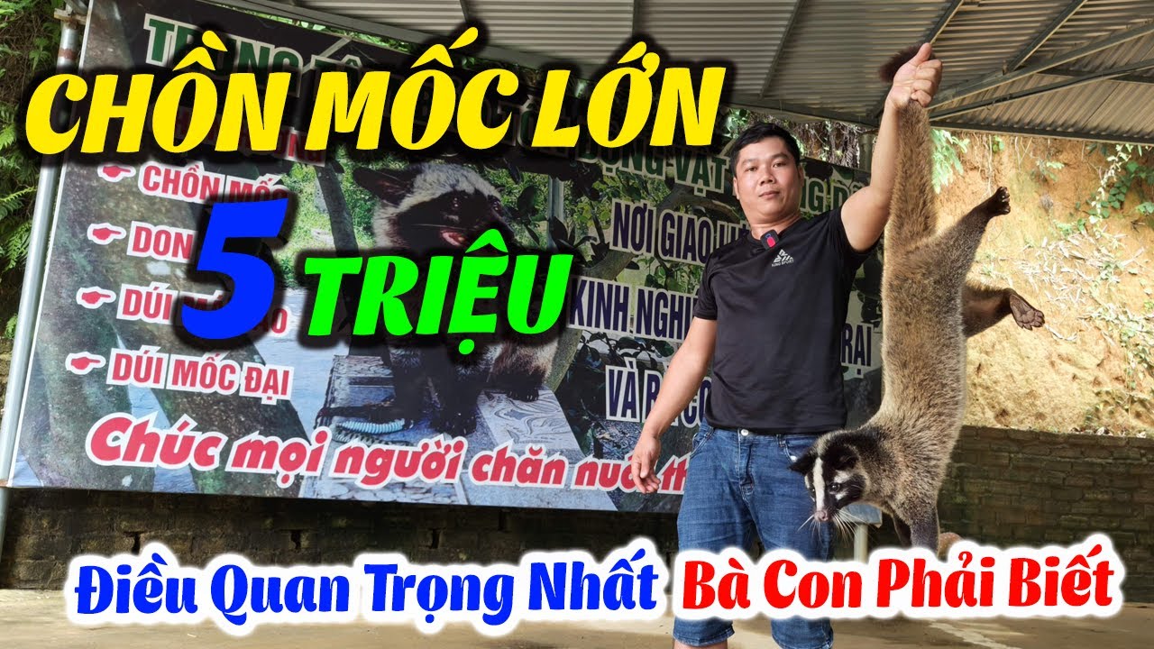Chồn Mốc 5 Triệu | Điều Quan Trọng Nhất Bà Con Cần Biết Khi Chăn Nuôi ...