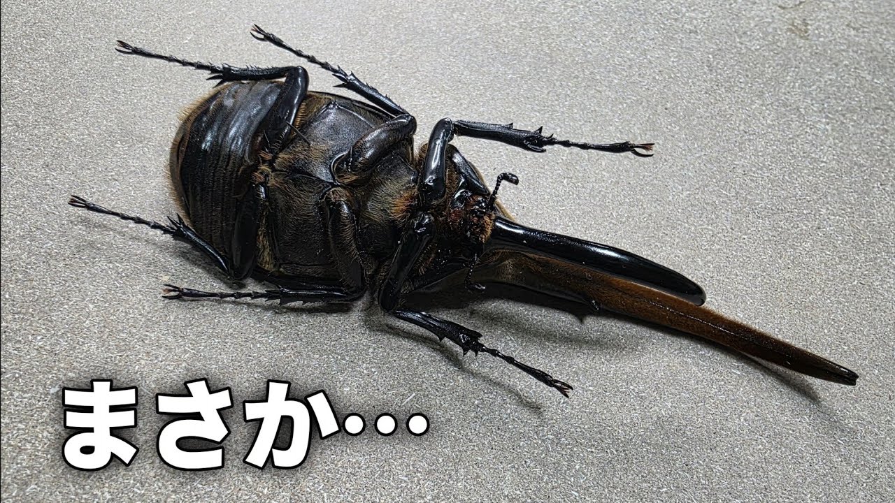 自己記録を大幅更新した怪物が突然亡くなりました