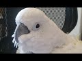 EMERGENCY BIRD ROOM LIVE!! A PARROT RESCUE NEEDS OUT HELP!| Victoria Cockatoo Update