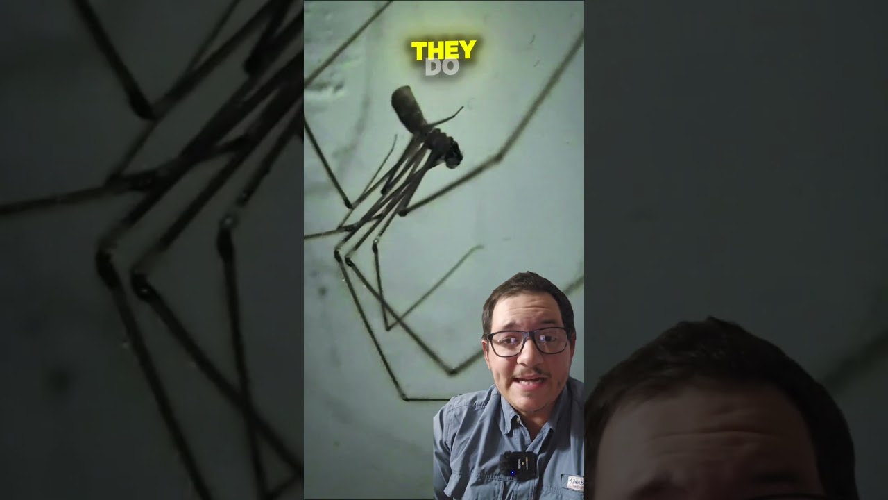 You have been lied to about Pholcid spiders (Daddy long legs) 