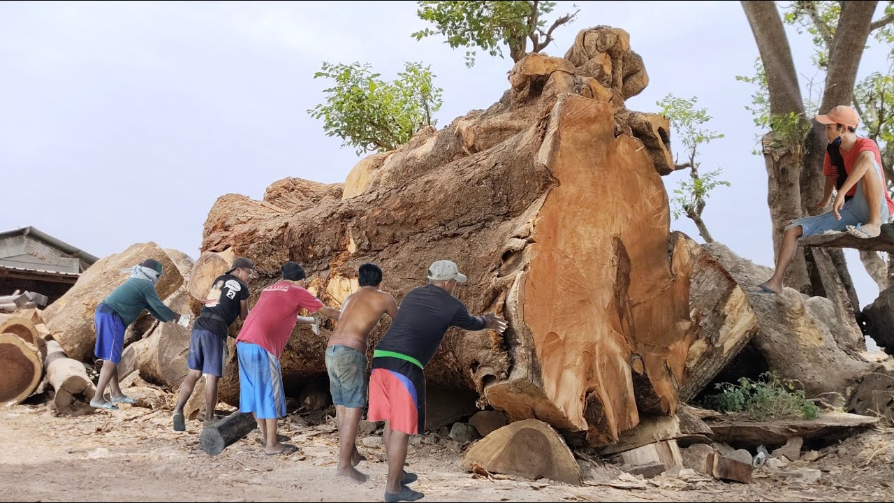 3 BILLION GIANT TREMBESI TREES HOLD MYSTERY IN BANDSAW SAWMILL - YouTube