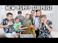 NEW PUPPY SURPRISE!!!!!! *emotional*