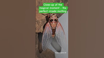 Close-up of the magical moment - the perfect cicada molting🥰🥰 #cicadas