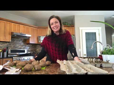 Determinate vs Indeterminate Potatoes - Planting Tips (and what the heck does that even mean)?