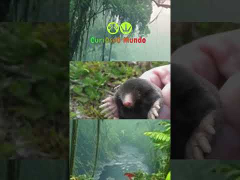 EL TOPO ANATOMIA