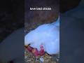 Love bird chicks feeding mom | #lovebirdschicks #feeding #hkbirdsvlogs #shorts #birds Mp3 Song