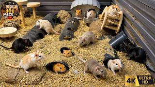 Cat TV MICE 🐭 Real Mice Exploring Tunnels, Hideouts & Wooden Playground | 4 Hours 4K