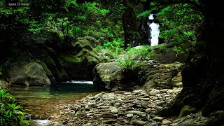 Calming forest melody. The best stream sound. birds chirping. the echoing sound of small birds. ASMR