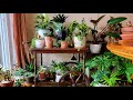 Indoor Plant Tour and Styling Tips // Suburban Oasis Dec 2021