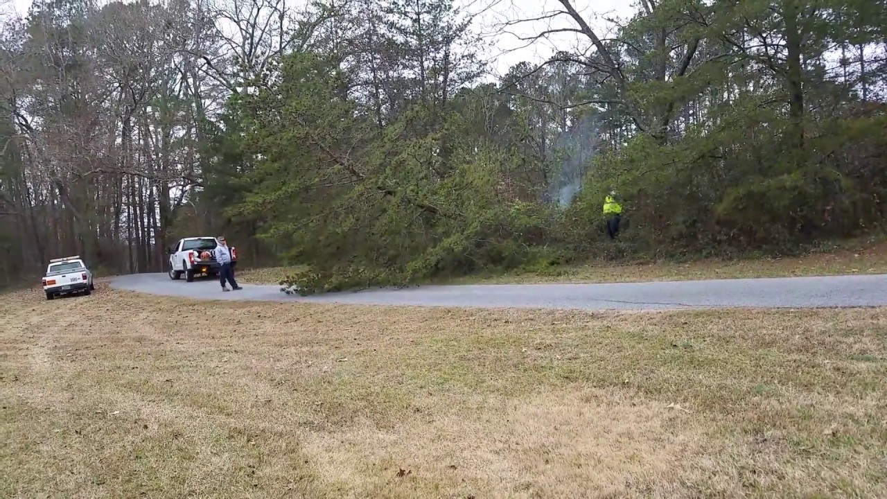 How NOT To Cut Down A Small Pine Tree! - YouTube