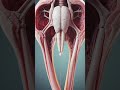 HowtheUterusAdaptsAfteranIUDUltra-RealMedicalAnimation#IUD#UterusHealth#MedicalAnimation#short#viral
