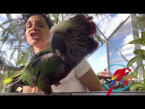 Video: Cape Parrot