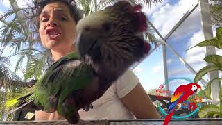 3 Things To Know About Hawkheaded #Parrot #parrot_bliss