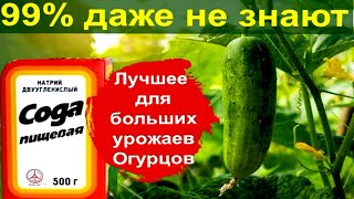 СКОРЕЕ  ДАЙТЕ ОГУРЦАМ СОДУ и будете собирать урожай ведрами до осени! Уход за огурцами.