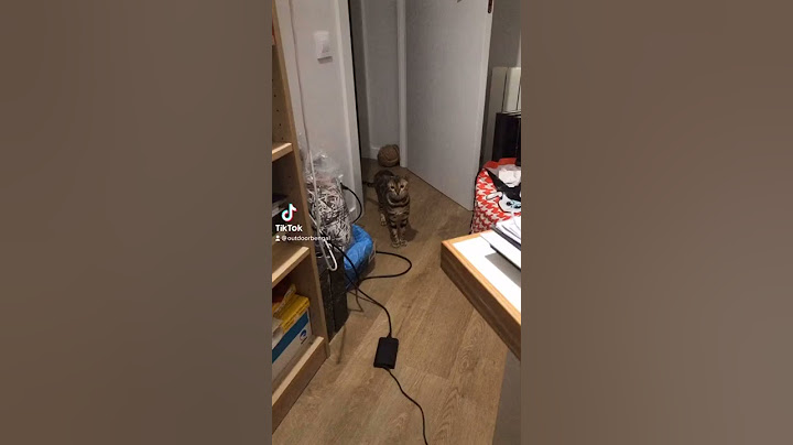 Teach Your Cat Sit And Stay - A Lifechanging Trick #Shorts