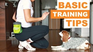 Dog Training 101: How to Teach your Dog Basic Tricks