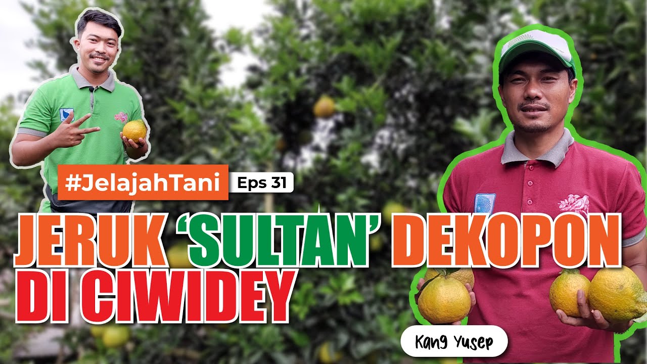✨🍊 YUK NANAM JERUK DEKOPON, Jeruknya Besar, Segar & Bulir Berasa 😍 | KANG YUSEP - Jelajah Tani #31