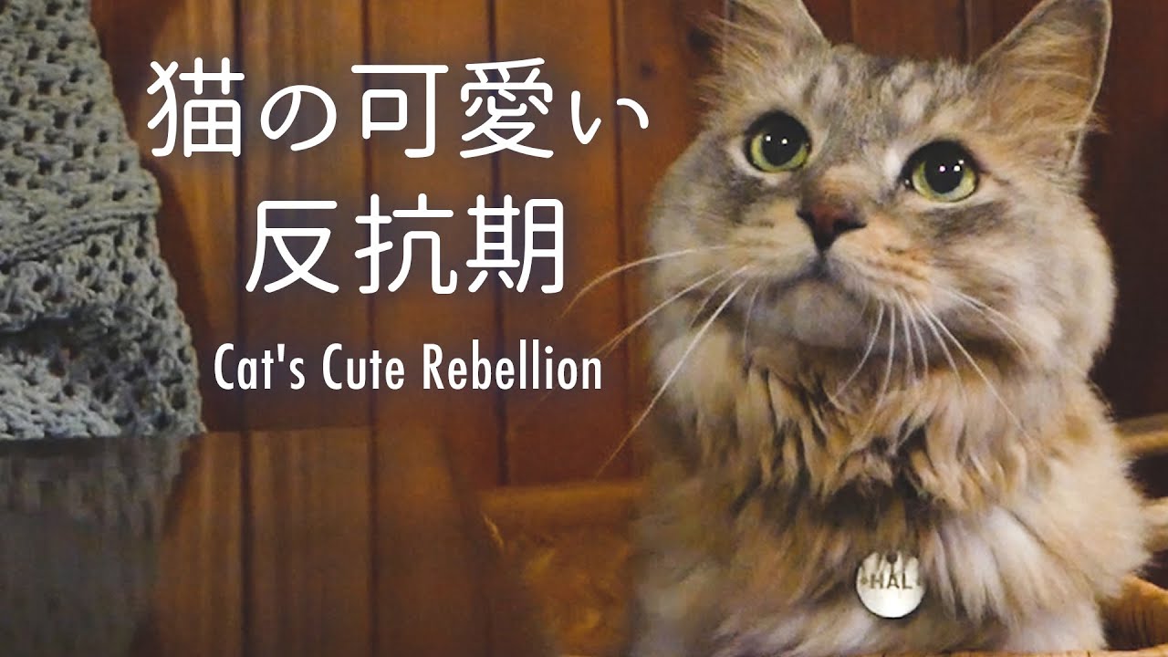 Cat S Cute Rebellion おとなしいサバトラ大型猫 旅行先で可愛い反抗期 Youtube