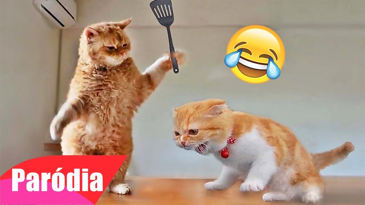 OS MELHORES VIDEOS DE ANIMAIS ENGRAÇADOS - TENTE NÃO RIR