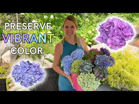 How to Dry and Preserver Hydrangea Flowers – Creative Living with Bren Haas