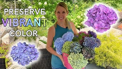 How to Dry Hydrangeas | Tips for the most VIBRANT color