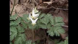 Spring Wildflower Identification- Indiana ( Turn on CC for names)