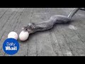 Moment a cobra regurgitates NINE chicken eggs in India