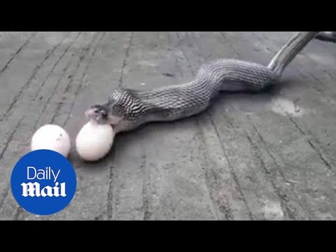 Thumbnail for Moment a cobra regurgitates NINE chicken eggs in India