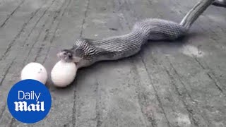 Moment a cobra regurgitates NINE chicken eggs in India