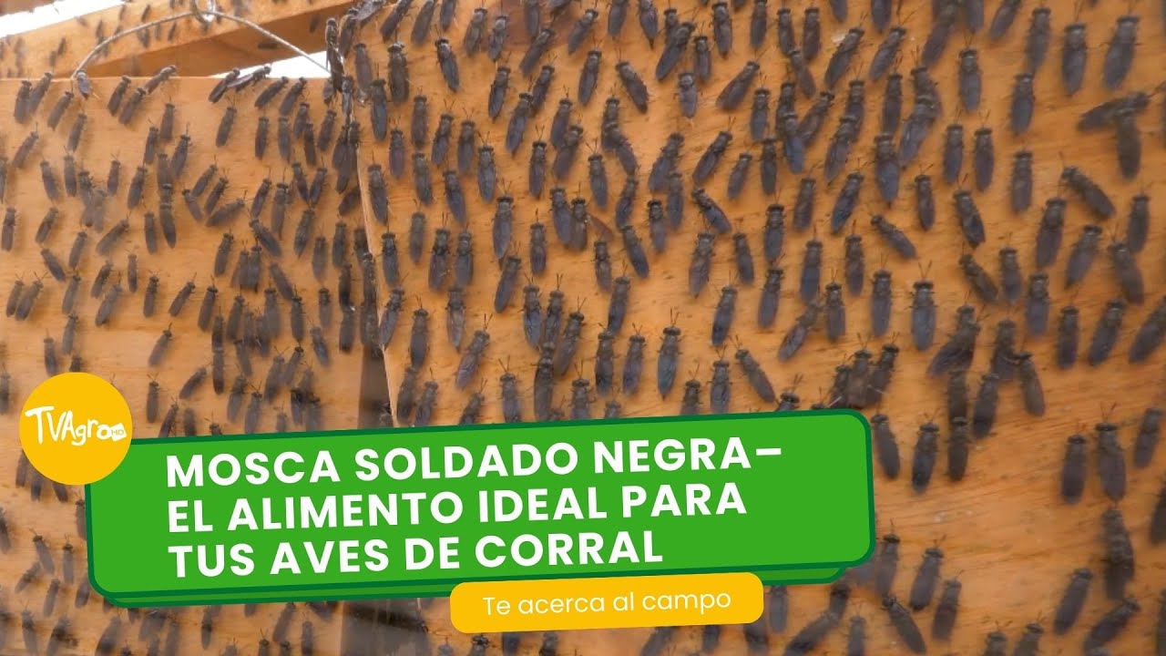 Mosca soldado negra–el alimento ideal para tus aves de corral-TvAgro por Juan Gonzalo Angel Restrepo