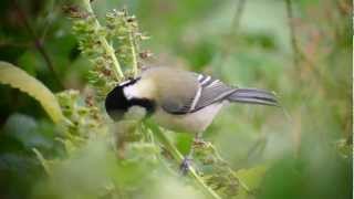 Eastern Great Parus Minor