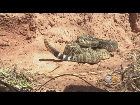 Rattlesnake Tracking Project Intended To Help Hikers Be More Safe