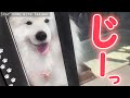 サモエドが可愛すぎて出掛けにくい