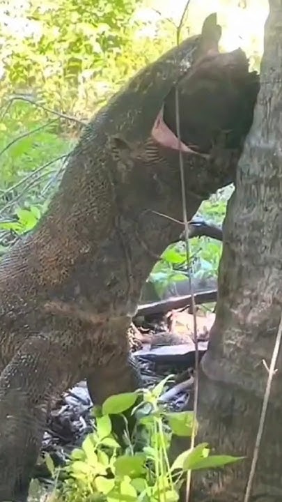 How Komodo Dragons Digest #komodo #animals #video #shorts - YouTube
